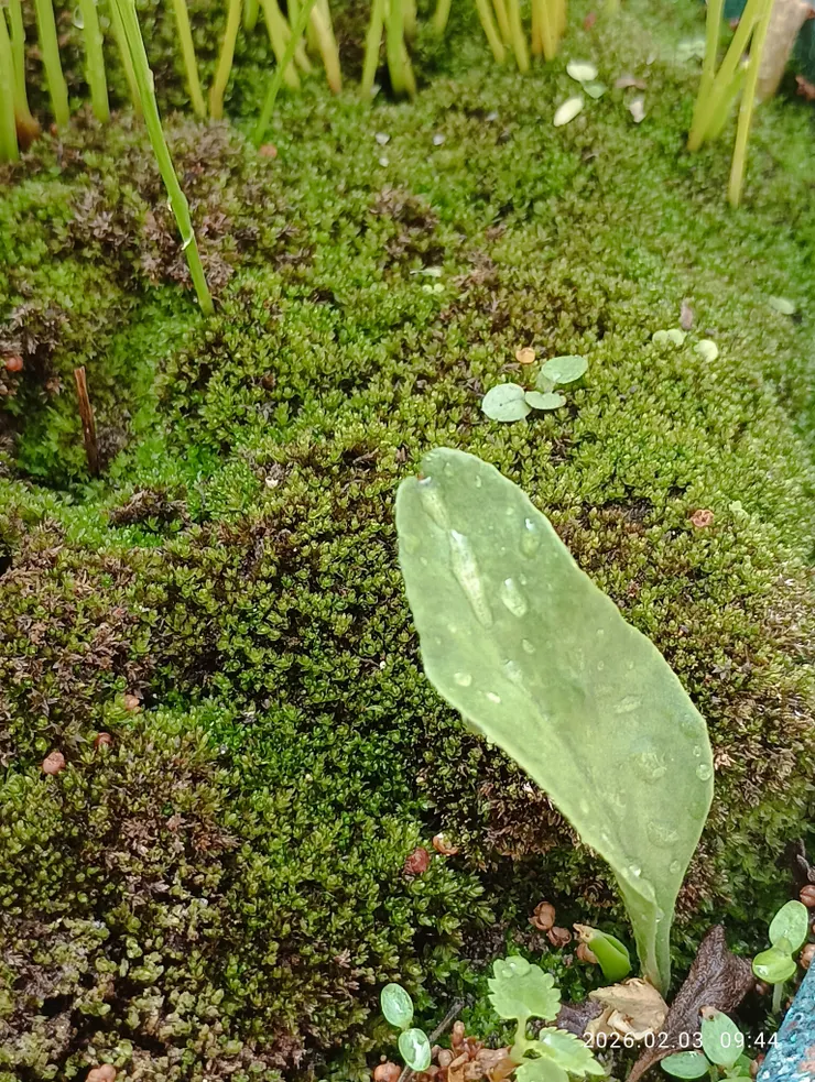 樓台上一葉草新長