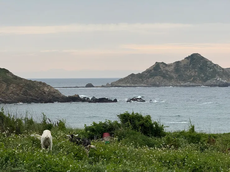 照片中有兩隻羊，你找到了嗎？