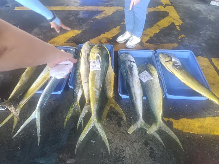 魚市喊價