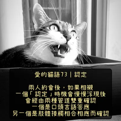 愛的貓語73｜愛情的認定