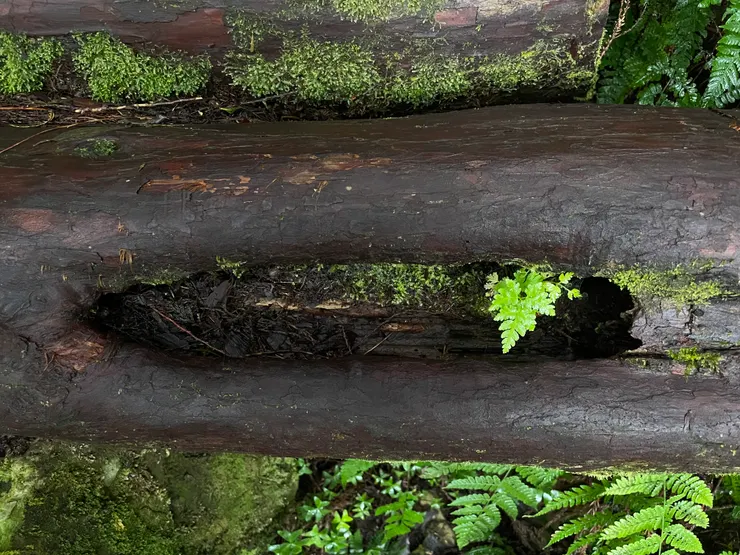 天養的最美-各式蕨類與苔蘚