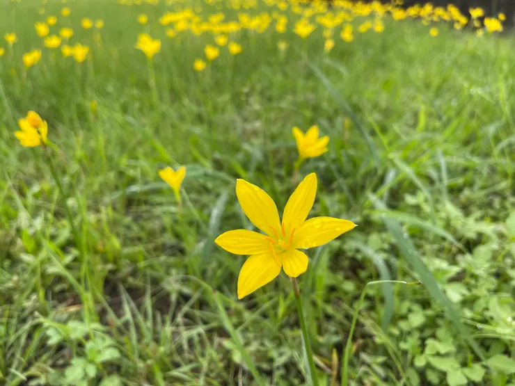 沒有拍到路邊的雛菊，用這張圖代替