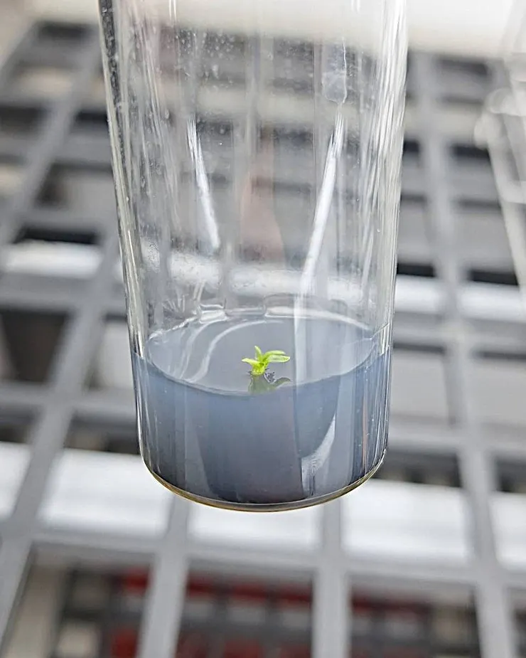 組織培養蘭苗，培養基就是介質