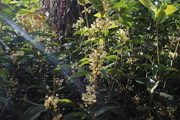 溫婉的桂花卻有「滿樹齊開，不留餘地」的特質