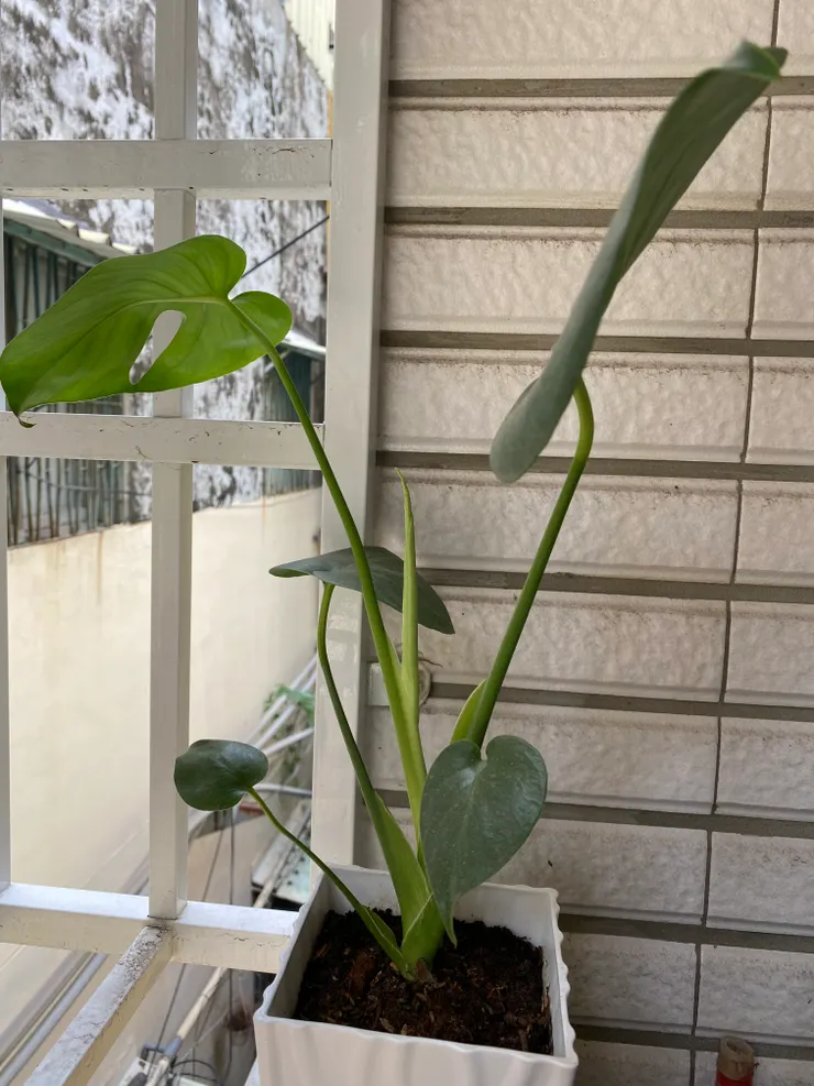 這是龜背芋的全盛時期🤩後來就⋯不好說了⋯