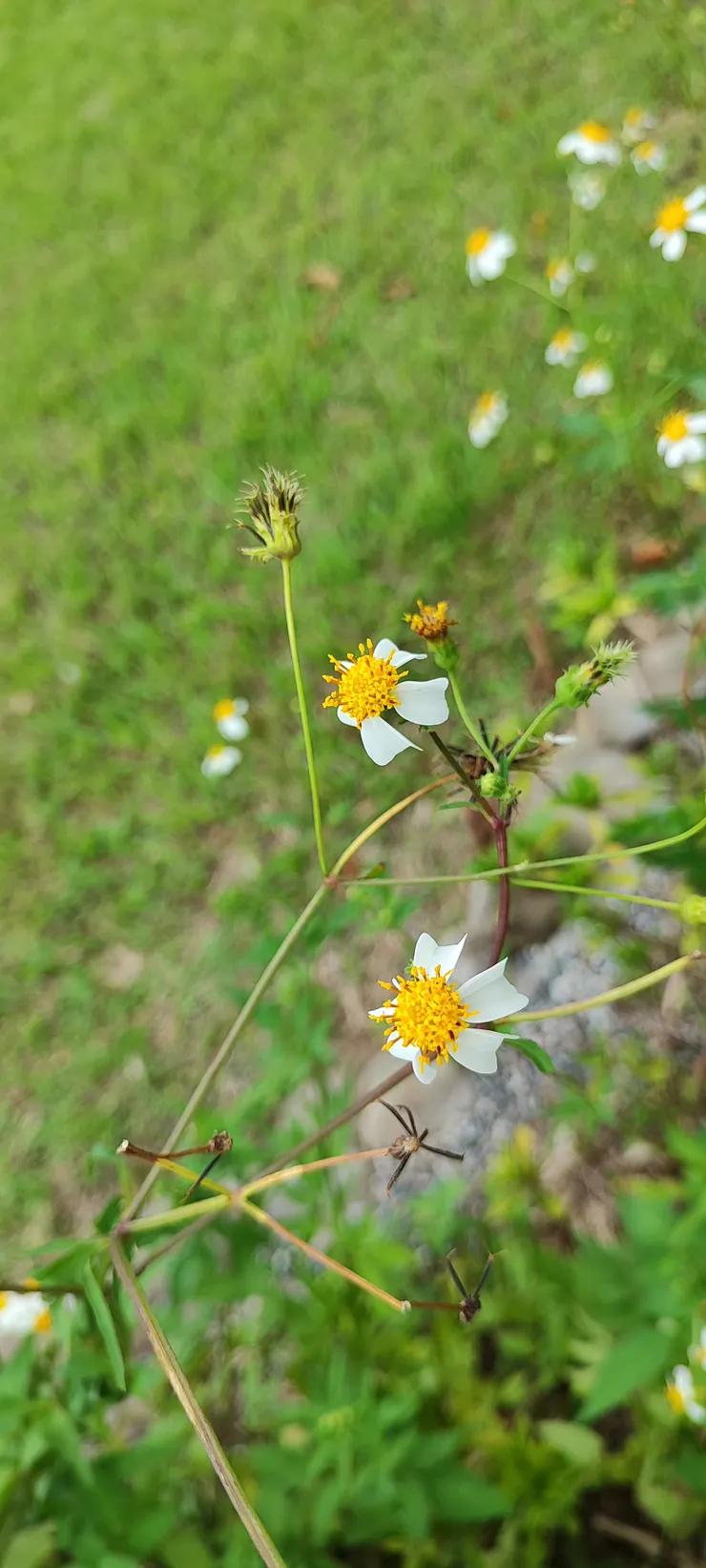 白花鬼針草花語：追隨