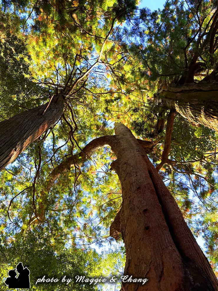 從鳥居往上拍，巨杉在兩側筆直升起