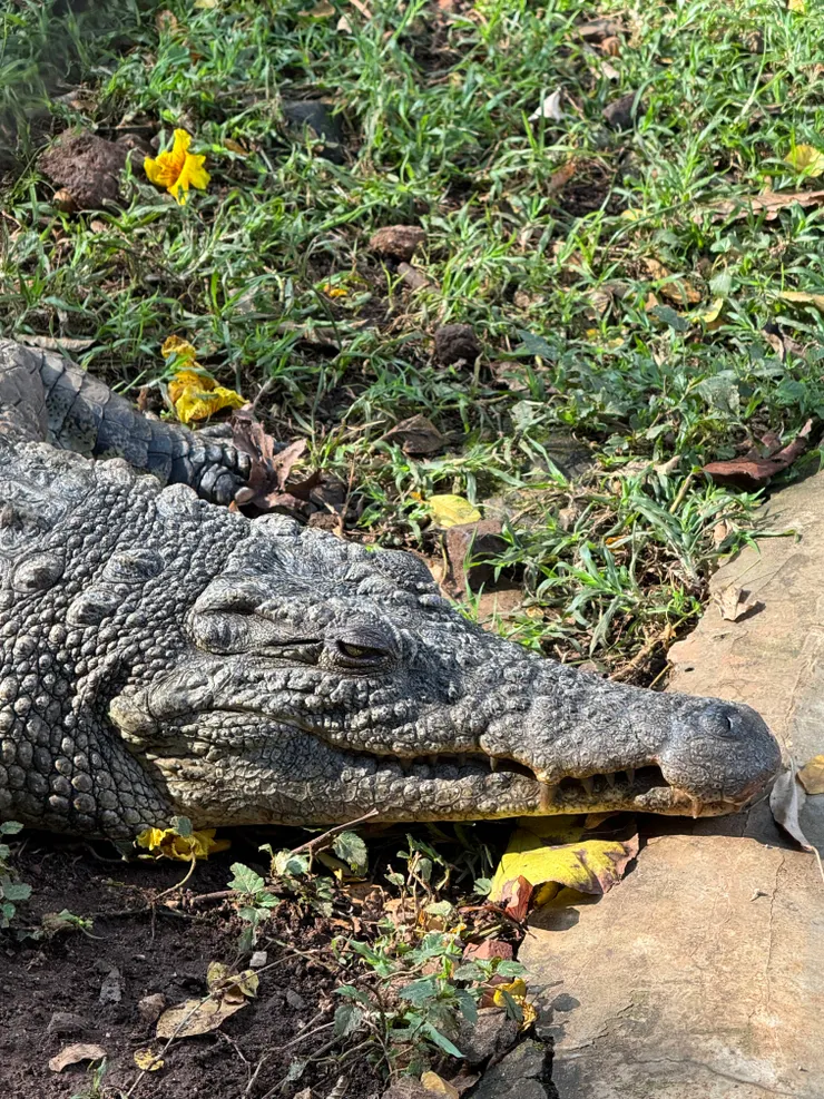 Crocodile or alligator?!