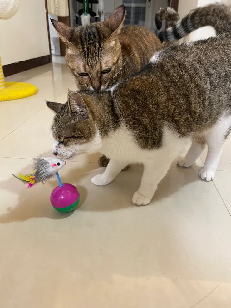 菱角認真研究玩具，花生認真研究菱角？