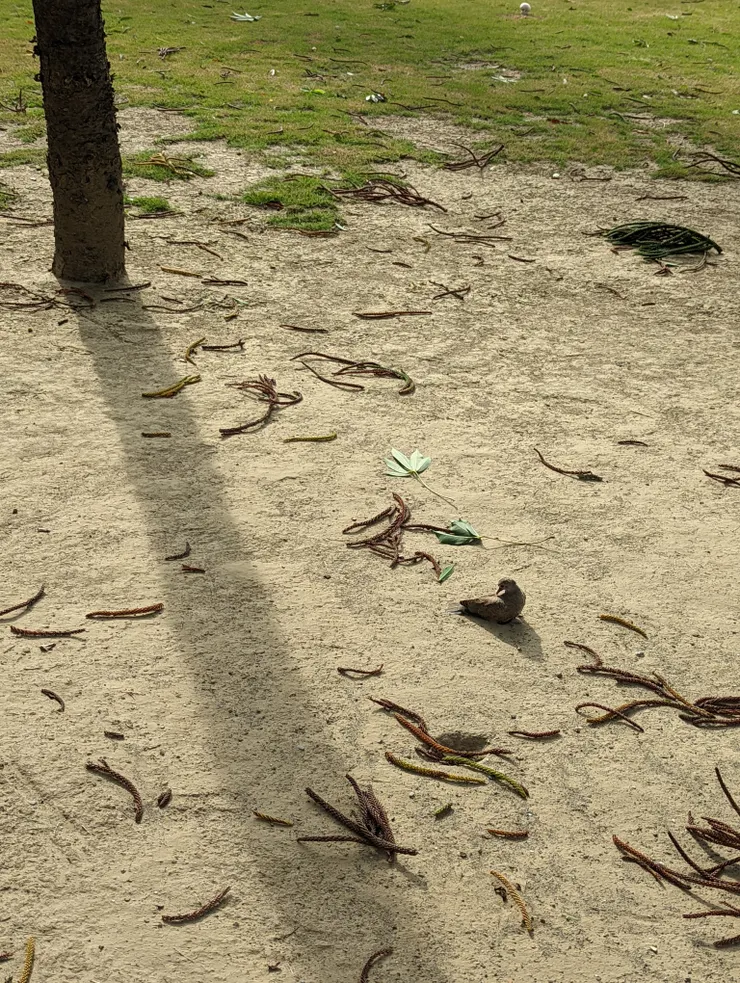 手機/直出/111.09/偶爾出差的停車場旁的路旁