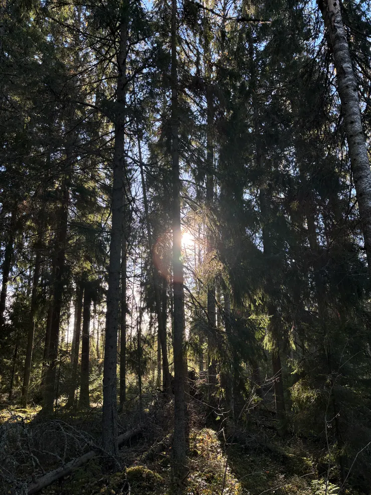 森林裡的光。(筆者於芬蘭拍攝)
