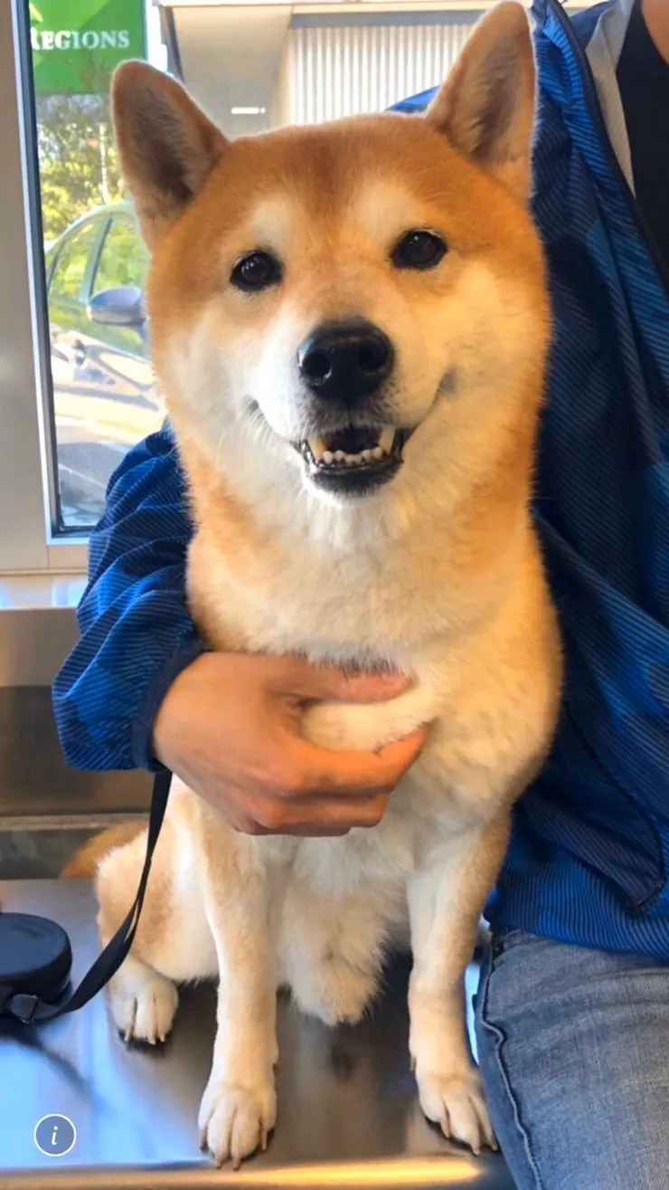 棕柴弟弟2(媽媽提供)