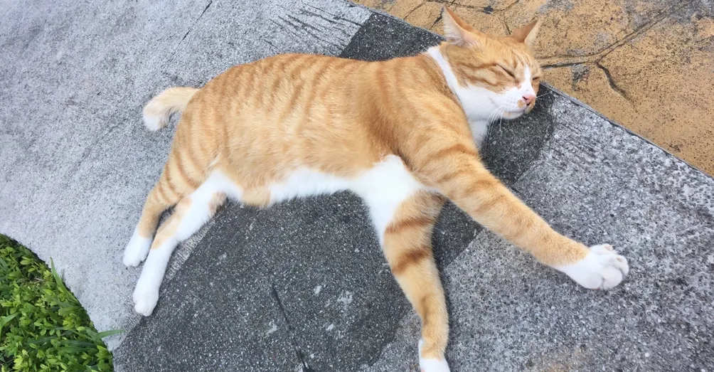 咪咪貓貓的社工日常