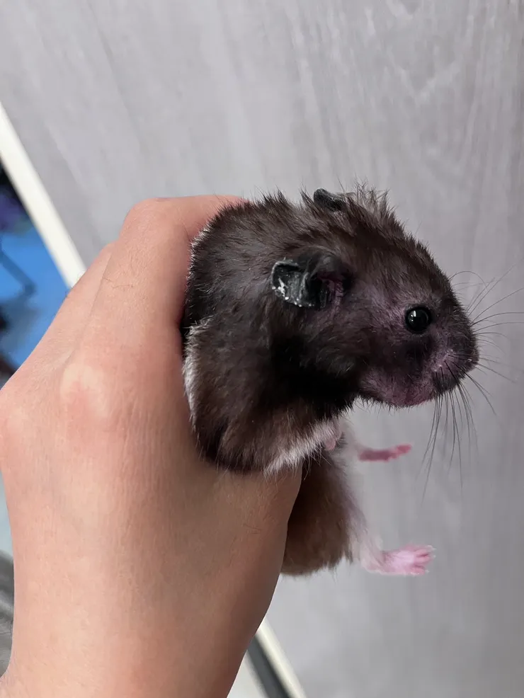 果凍耳朵上的皮屑