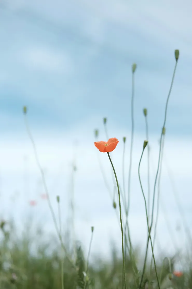 📷raquel raclette