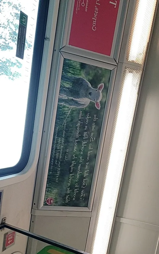 有人給羊貼上了生動的眼睛🤣🤣🤣