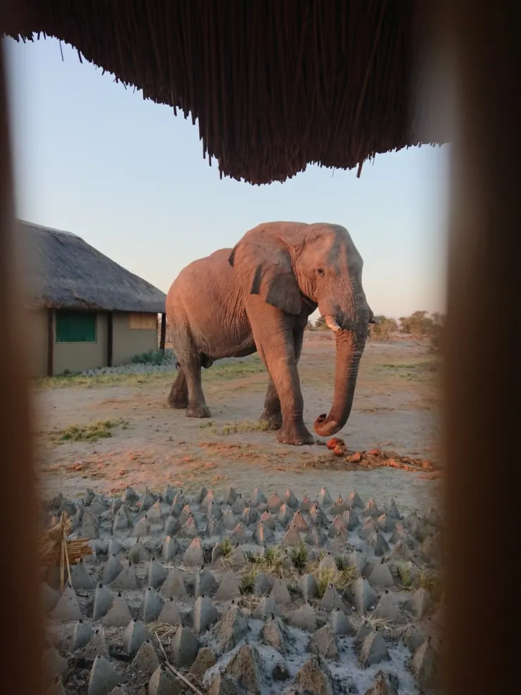 大象以為有水喝停住不動