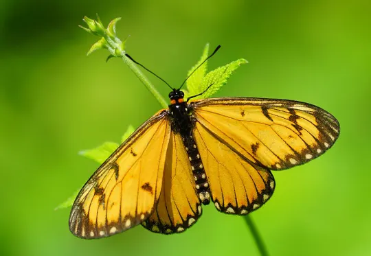 苧麻珍蝶 照片（圖片來源: Peellden (Own work) [CC BY-SA 4.0], via Wikimedia Commons）