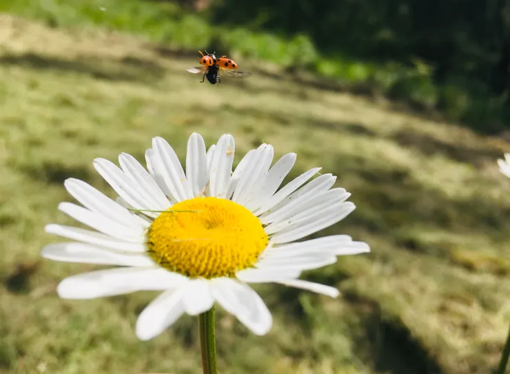 小瓢蟲的腿腿有點開~