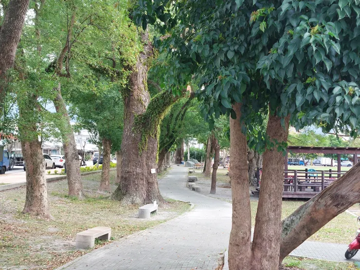 鳳凰樹下步道 / 資料來源:我自己