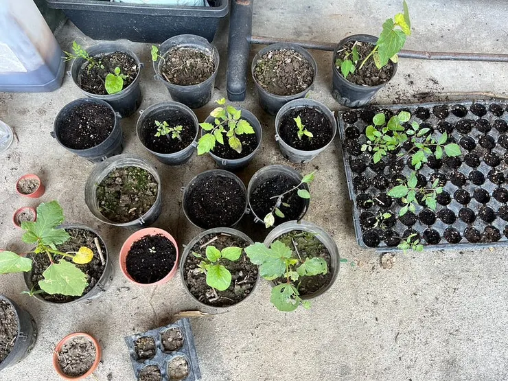 持續成長中的盆栽們。