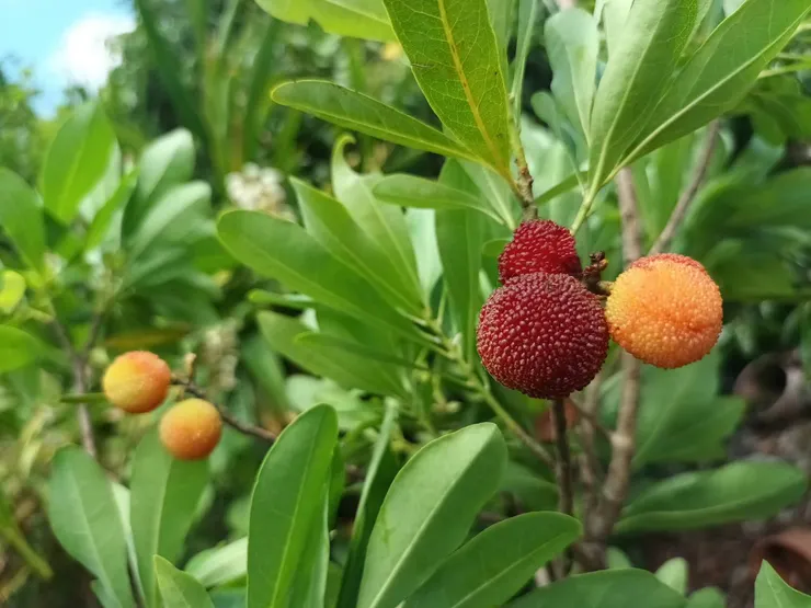 禁不住我每年愛吃楊梅的癡念,花奴去年費了好一番勁,終於讓楊梅重見天日。