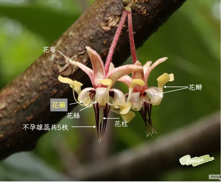 2025.8.3 花蓮志學「慵懶草原」 。花萼挺立，花柱柱頭明顯可見，推測是雌熟期（雌先熟）。  