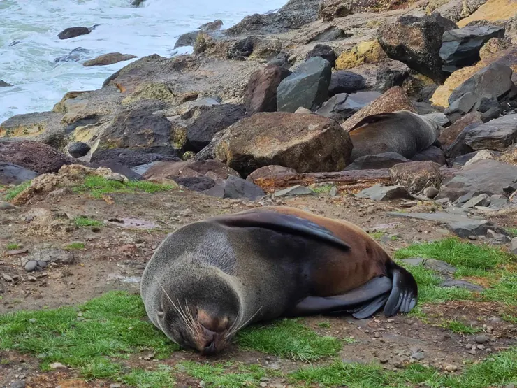 最後，如果和我一樣式動物愛好者，紐西蘭絕對是天堂，唯有親身體驗，才能感受到動物和人相互尊重、和平共處的感動