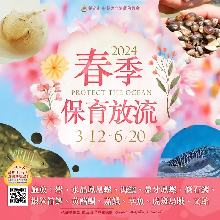 觀音山 2024母親節 搶救懷孕的海鱺媽媽 暨 春季 愛護海洋‧保育放流活動