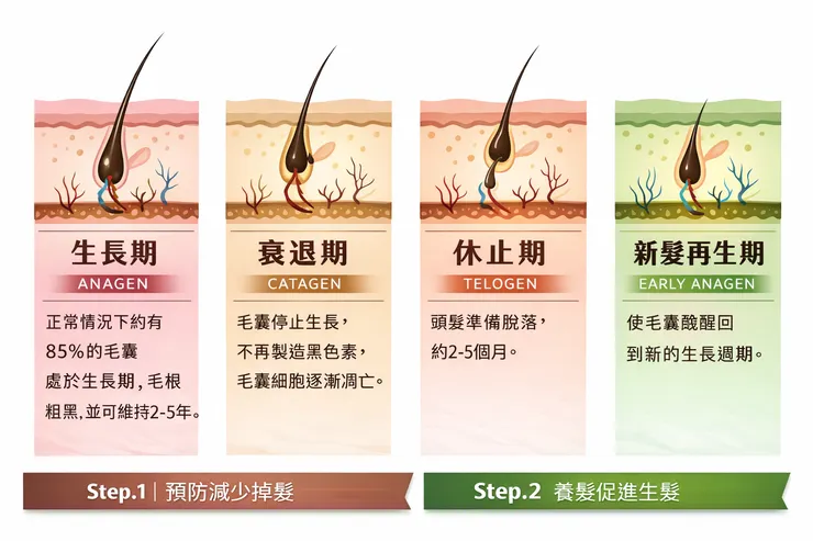毛囊生長週期