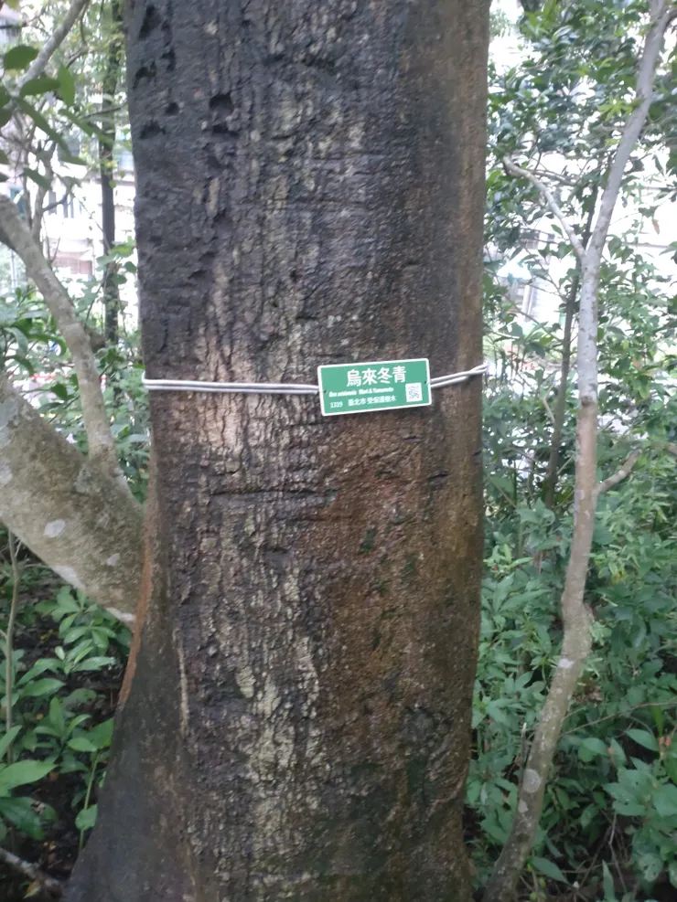 烏來冬青的樹幹