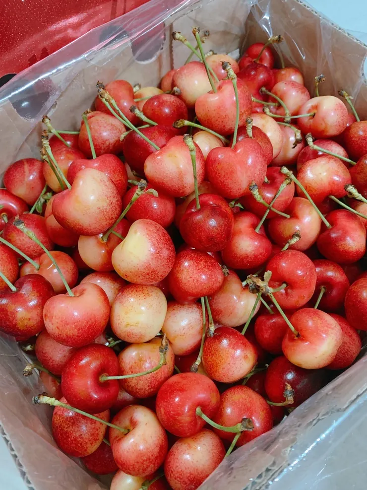 智利的草莓白櫻桃 Skylar Rae