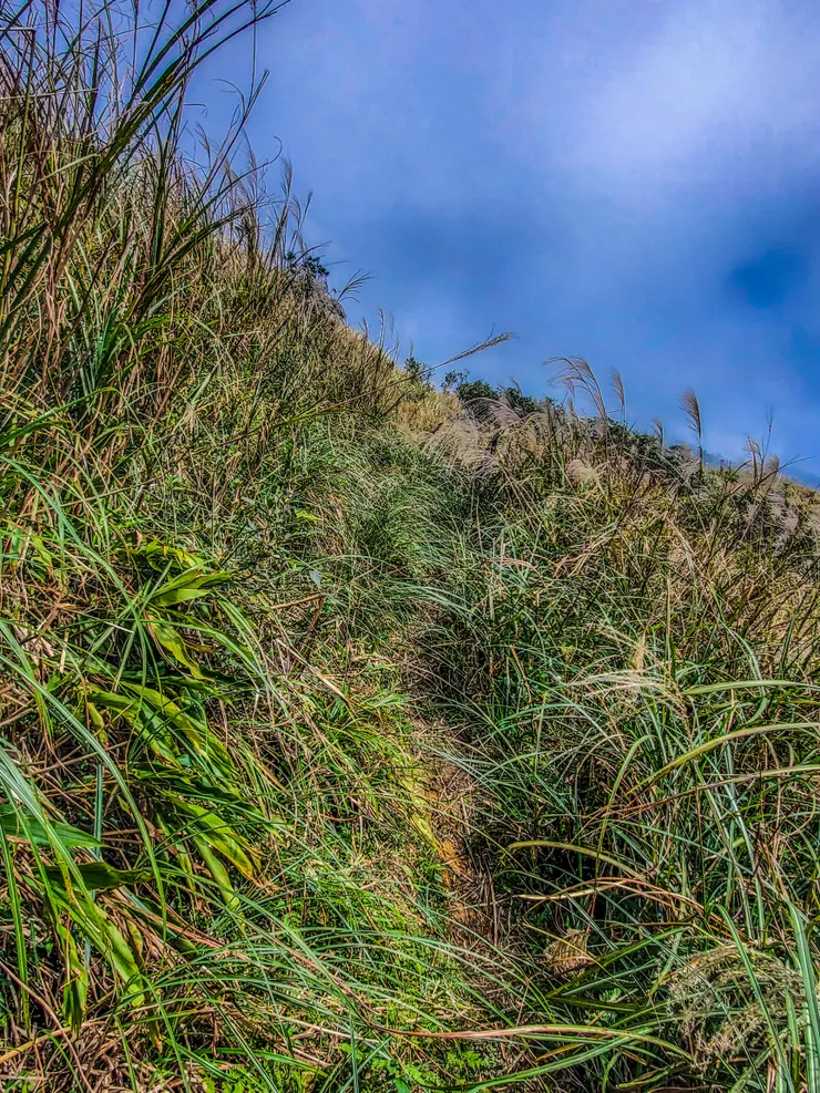 往草原的芒草很高掩蓋了路徑，找路的同時也要小心窄小的路徑。