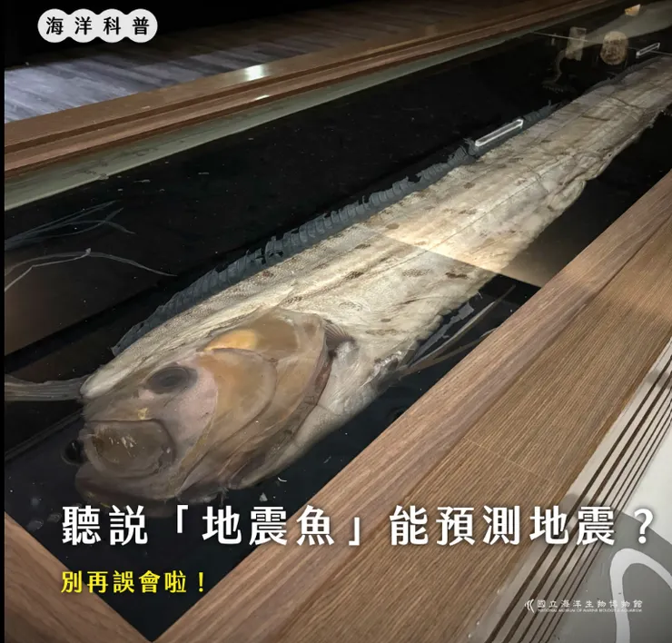 根據長期科學的全球調查與研究得知皇帶魚的出現與地震發生並無相關性