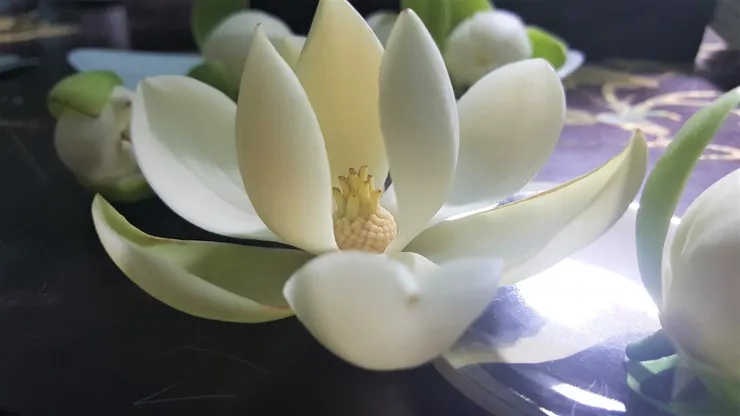 為了了解夜合花的結構,刻意把花瓣撐開,露出小鳳梨花心的模樣。奇妙的是相應了夜合的鳳梨香氛。