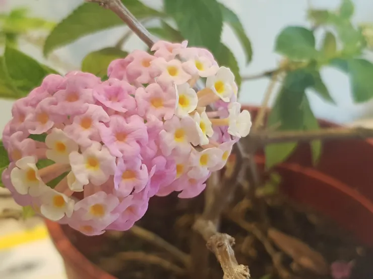 飽滿球型花朵,近距離觀察,它由細小繁複的花束集合而成,這是重複的力量,由內而外,漸變色彩妙不可言,重複中,持續優化精進,魔鬼全在細節裡!