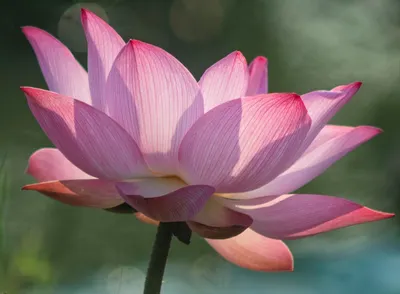 HHDorjeChangBuddhaIIITeachings