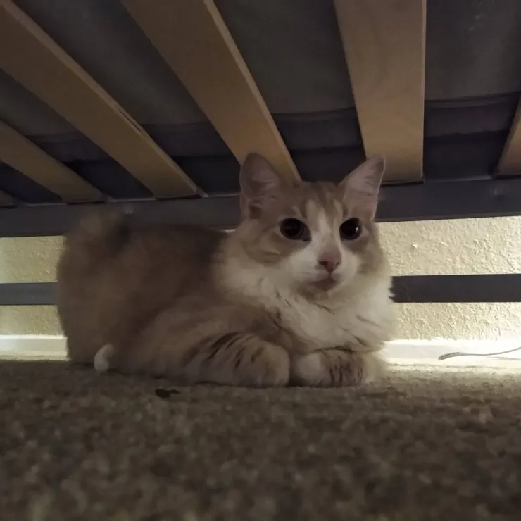 加菲，你妹呢？