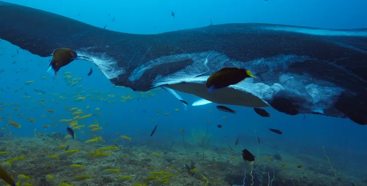 小魚咬掉鬼蝠魟的受傷組織，促進傷口復原。《我們的海洋》影片截圖