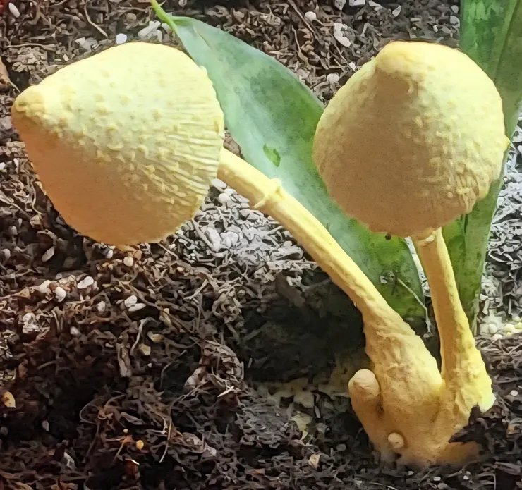 黃殼小皮傘（Leucocoprinus birnbaumii）李建崑攝影