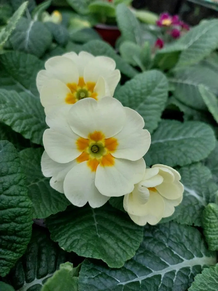 深黃淺黃雙色報春花Primula malacoides