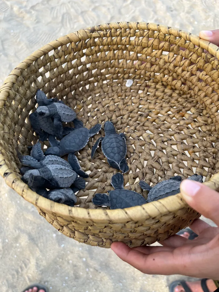 一籃子的小海龜