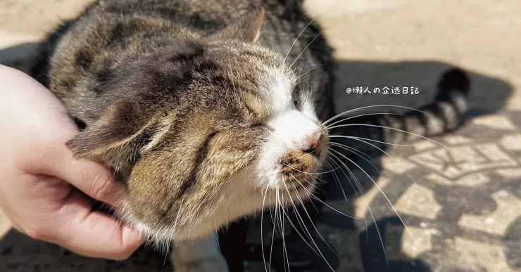 貓貓真的太可愛了(›´ω`‹ )