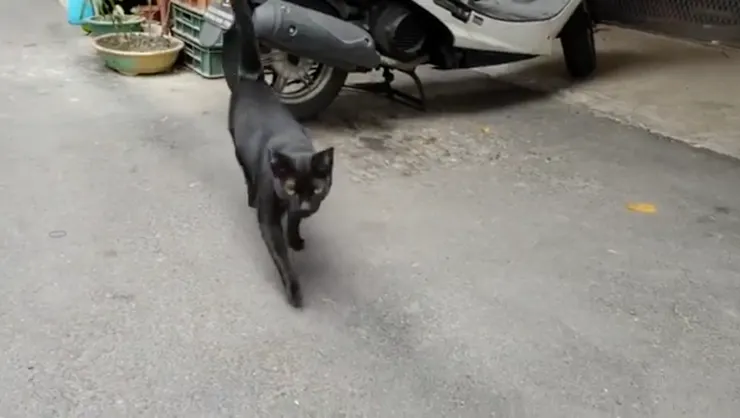 向我奔來的喵喵