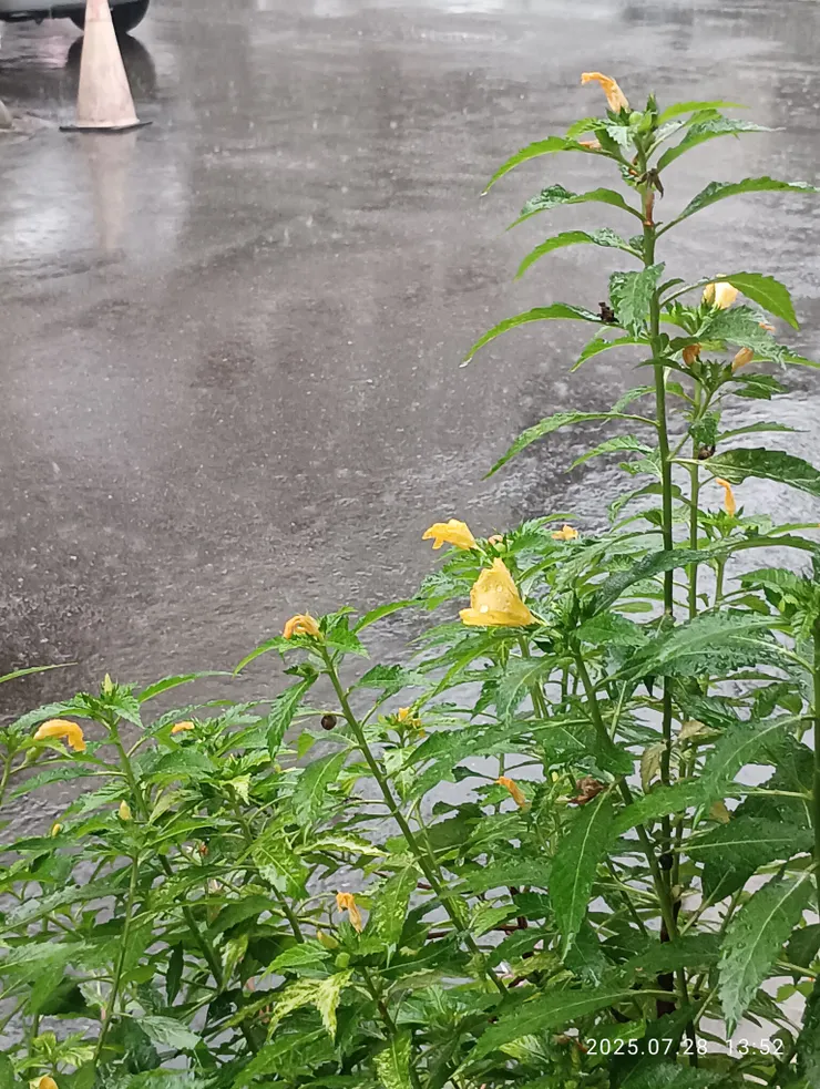 鎮日雨覆，嗯！眠足？枕愁濃