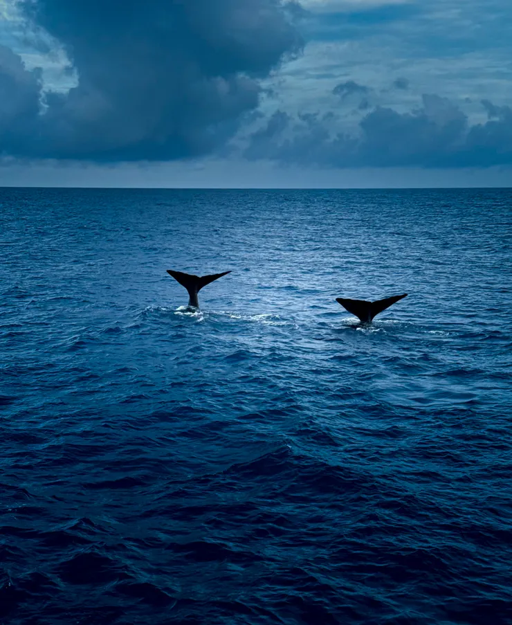 Photography by instagram @vca_vca 