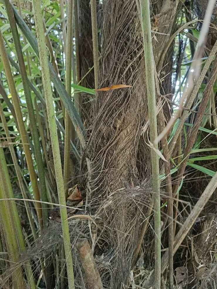 山棕莖部有豐富的黑褐色纖維，是製作生活用品的好材料