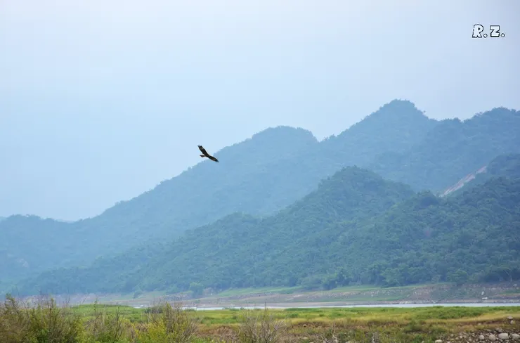 會捕食鼠類的黑鳶  ([陳傳義]拍攝)