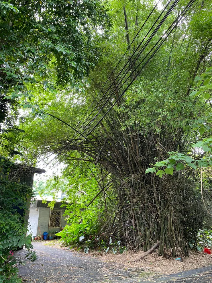 2022.5.29拍攝，大片的刺竹林