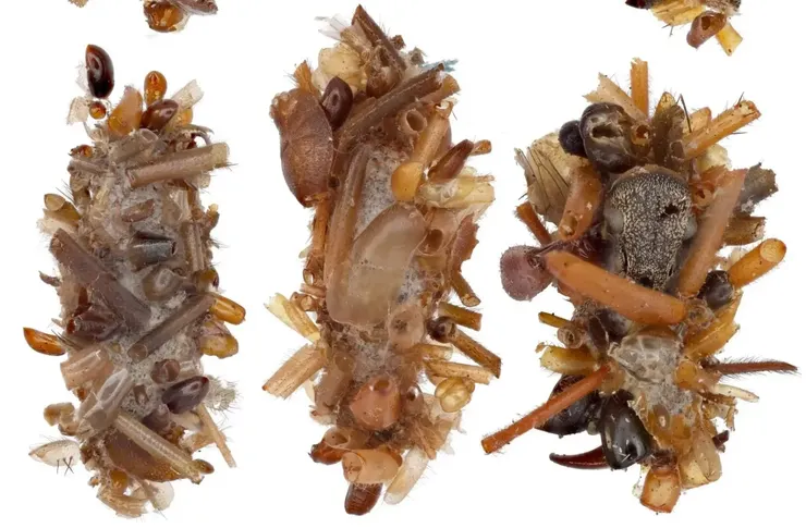 幼蟲 取自：Hawaiian caterpillar patrols spiderwebs camouflaged in insect prey's body parts